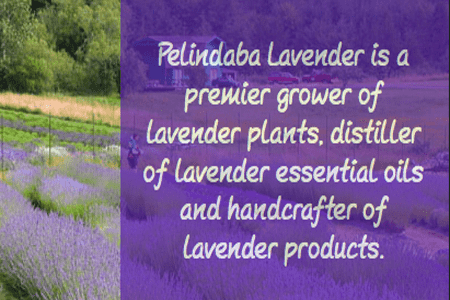 Pelindaba Lavender Farms