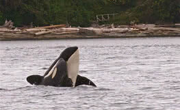 Orca Whales in the Water