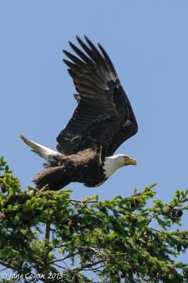 Snug Harbor Eagle