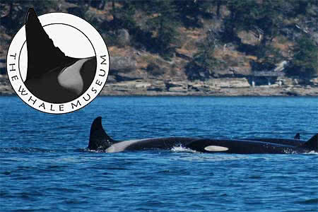 Orca Whales Breaching